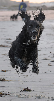 Photograph copyright of Mark Underwood, St. Mary's, Isles of Scilly